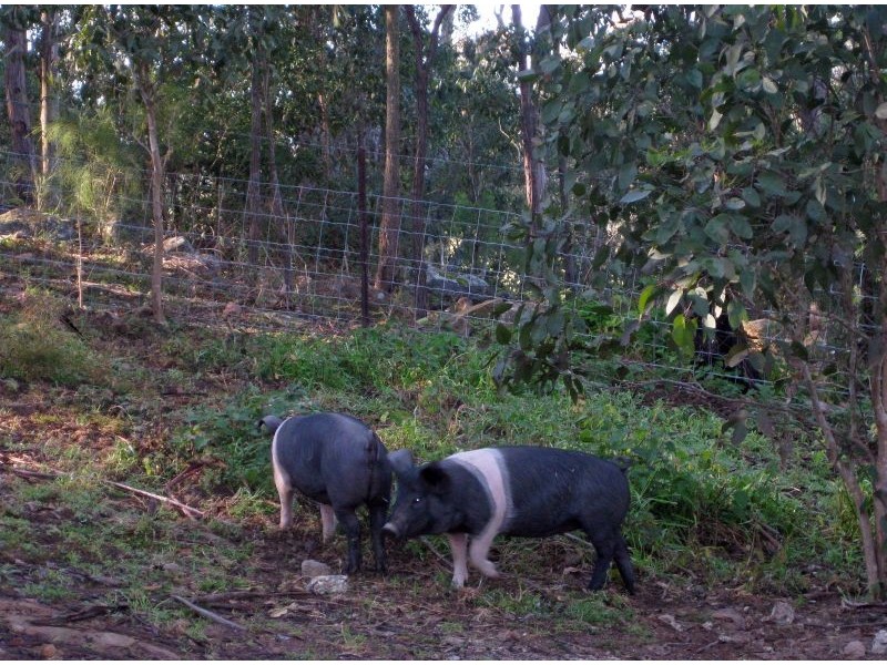 1652 Wollombi Road, Cedar Creek NSW 2325