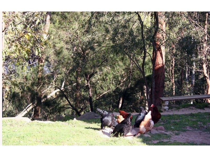 1652 Wollombi Road, Cedar Creek NSW 2325