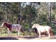 1652 Wollombi Road, Cedar Creek NSW 2325