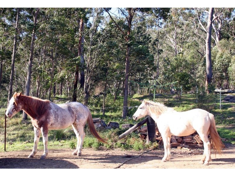 1652 Wollombi Road, Cedar Creek NSW 2325