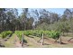 284 Elderslie Road, Branxton NSW 2335