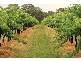 Pokolbin NSW 2320