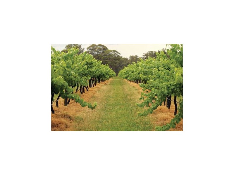 Pokolbin NSW 2320
