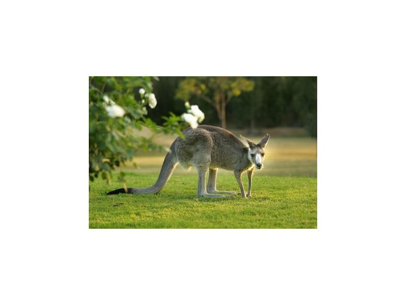 Pokolbin NSW 2320