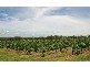 64 Majors Lane, Lovedale NSW 2325