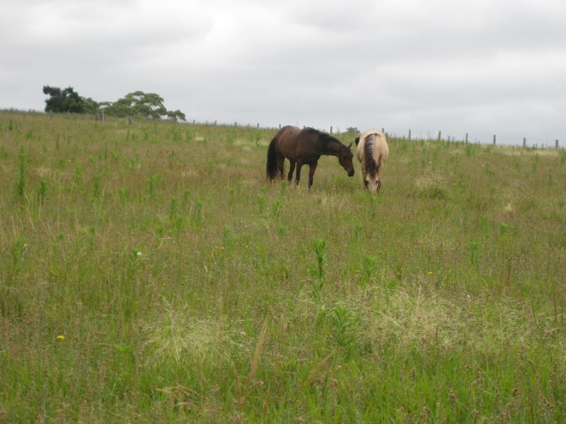 Lot 2 Wollong Road, Quorrobolong NSW 2325