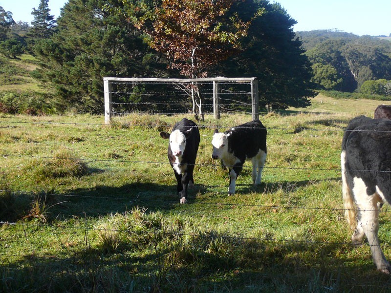 . Moresby Hill Farm, Robertson NSW 2577