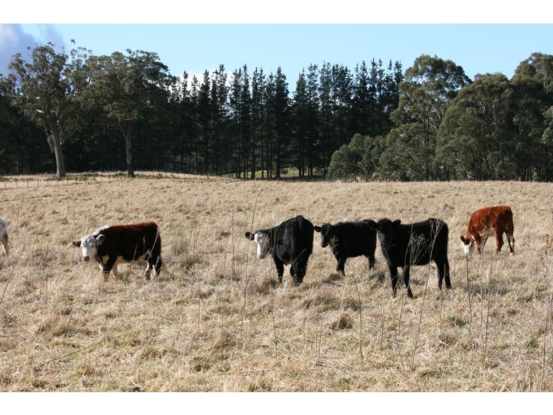 Alpine NSW 2575