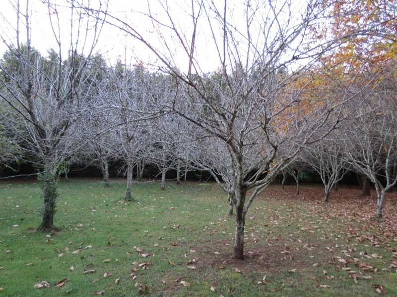 Robertson NSW 2577