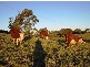 Avoca NSW 2577