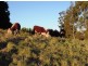 Avoca NSW 2577
