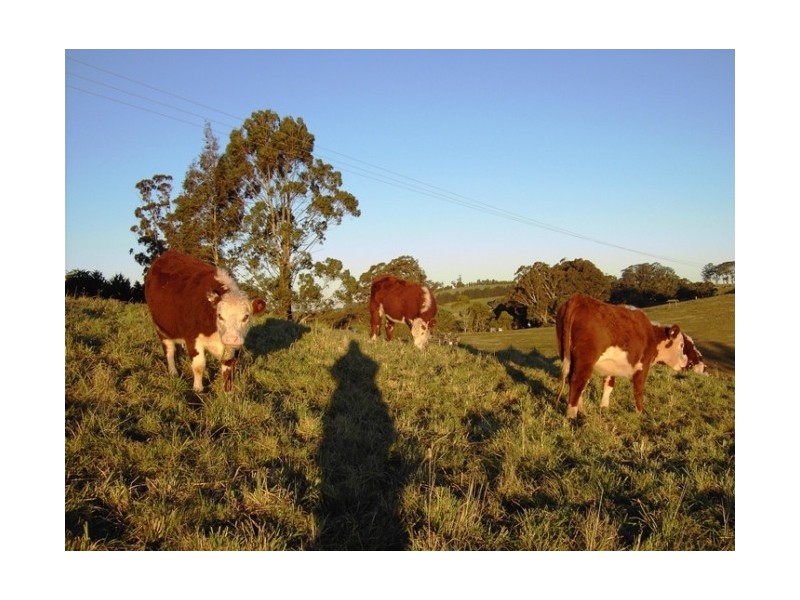 Avoca NSW 2577