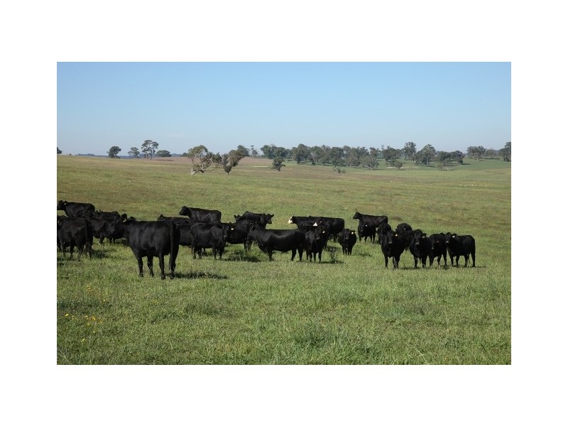 Sutton Forest NSW 2577