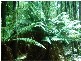 Pipers River TAS 7252