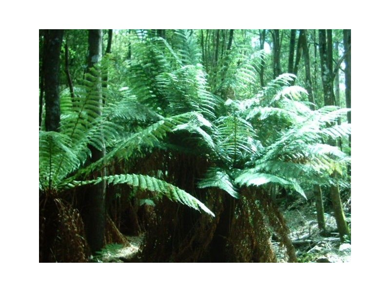 Pipers River TAS 7252