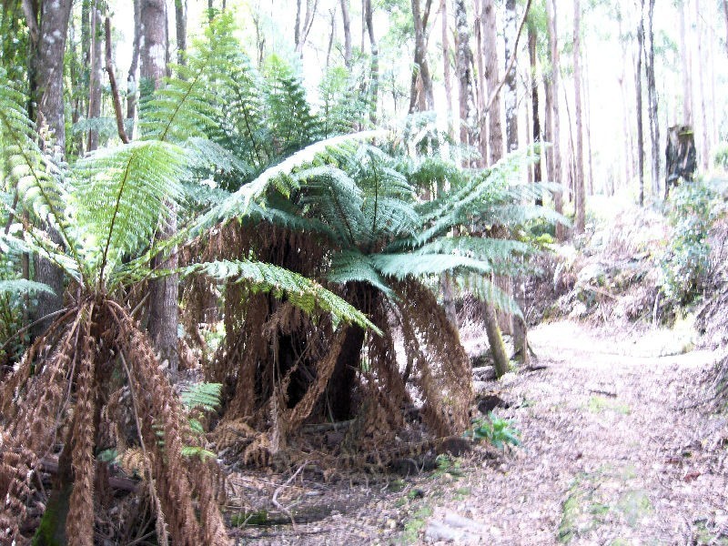 Pipers River TAS 7252