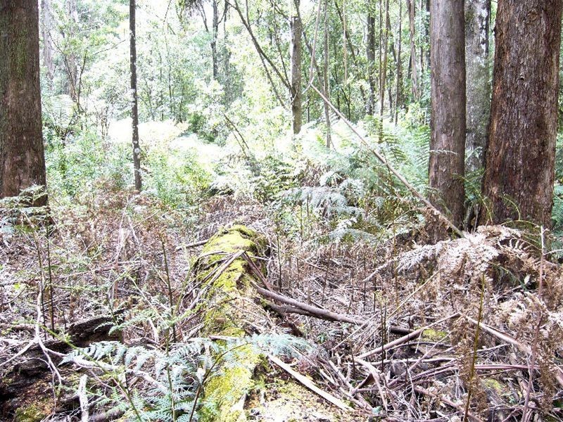 Pipers River TAS 7252