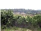 Bridport Road, Pipers Brook TAS 7254