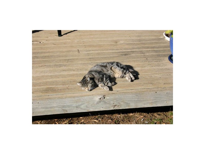 6  Murrumbung Court, Grindelwald TAS 7277