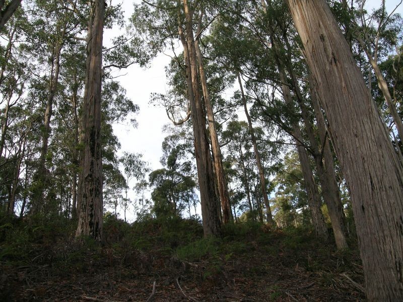 Hinds  Road, Holwell TAS 7275