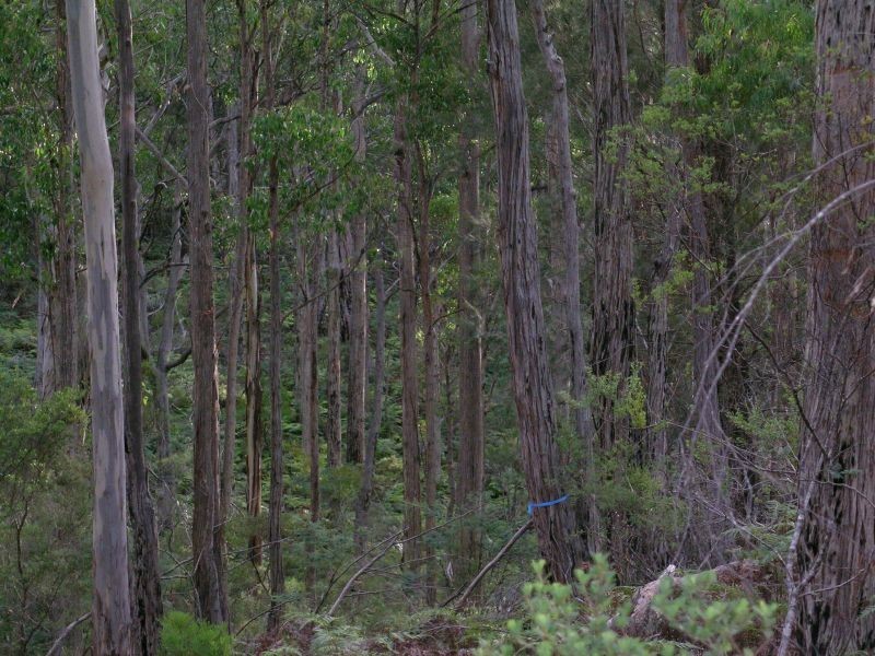 Hinds  Road, Holwell TAS 7275