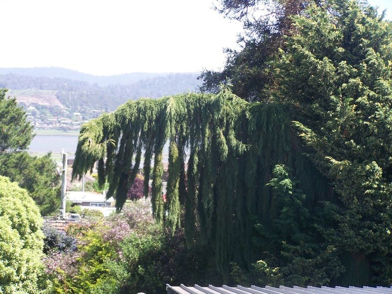 18 Bronzewing Avenue, Newnham TAS 7248