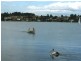 Lake Heights NSW 2502