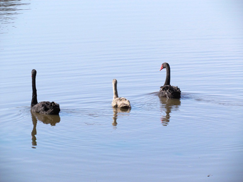 157 Talga Road, Rothbury NSW 2320