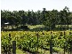 Lot 81  Peppertree Lane, Pokolbin NSW 2320