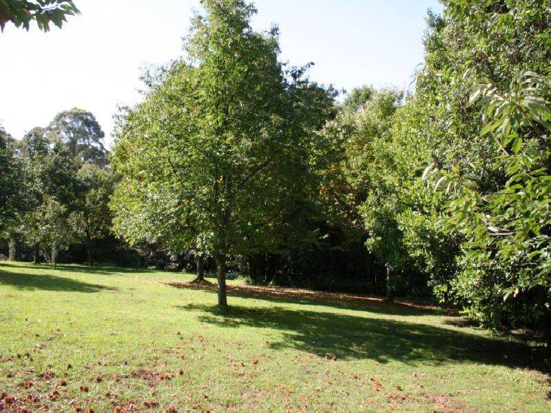 Mount Wilson NSW 2786