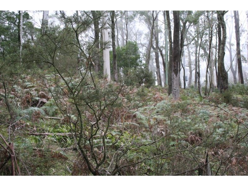 Mount Wilson NSW 2786