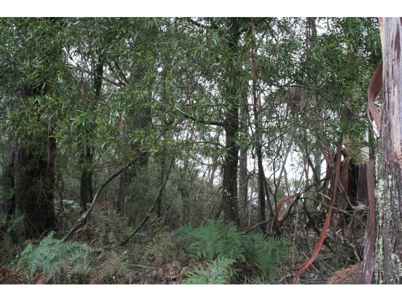 Mount Wilson NSW 2786