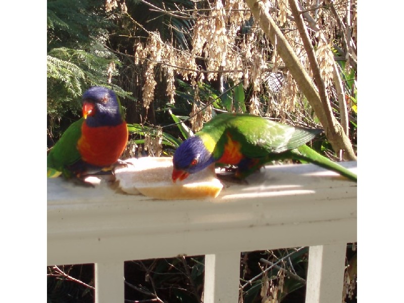 18  Ronald Avenue, Greenwich NSW 2065