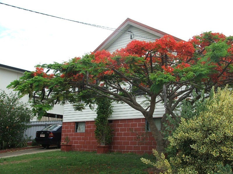 61 Fegen Drive, Moorooka QLD 4105