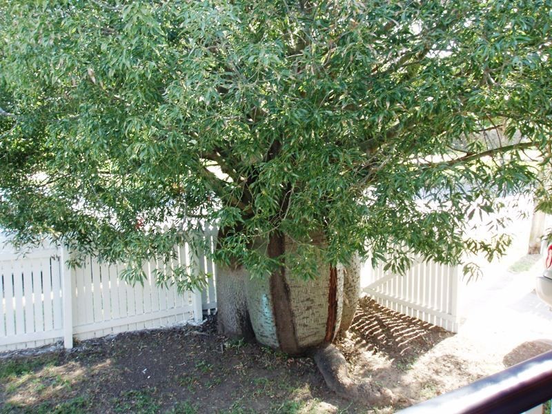 29  Kine Street, Moorooka QLD 4105