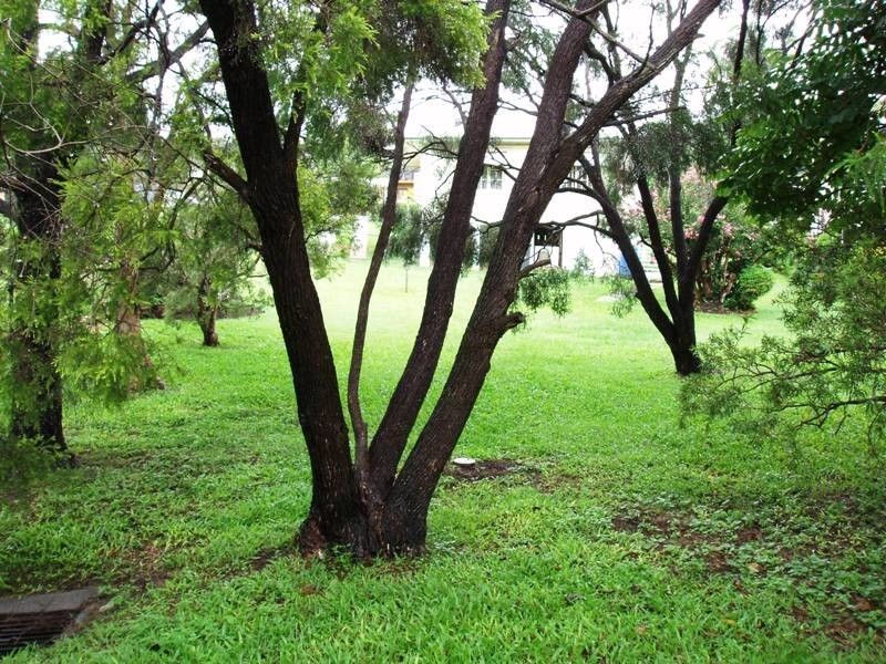 19 Manson Parade, Yeronga QLD 4104