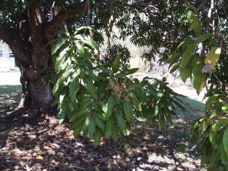 16 Regis Street, Salisbury QLD 4107