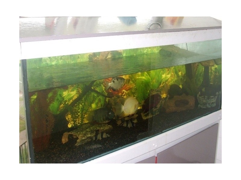 31 Meynell Street, Salisbury QLD 4107