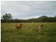 221 Tooker Road, Cawarral QLD 4702