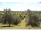 77 Sneddon Road, Limestone Creek QLD 4701