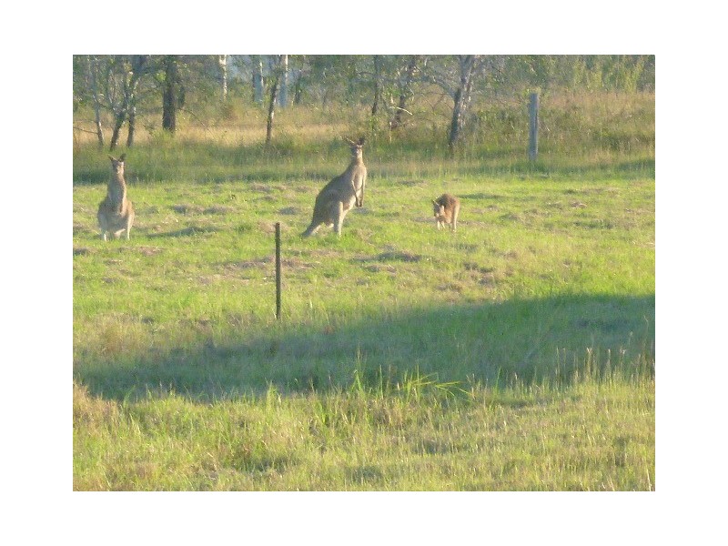 43 Ingram Drive, Gracemere QLD 4702