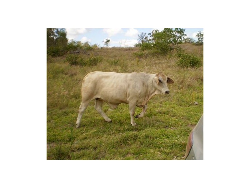 Lot 101 A Pierce Road, Ridgelands QLD 4702