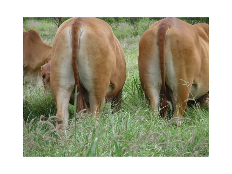 159 Arthur Street, Westwood QLD 4702