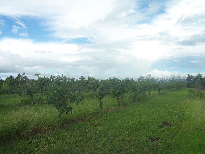 220 Pandora Road, Alton Downs QLD 4702