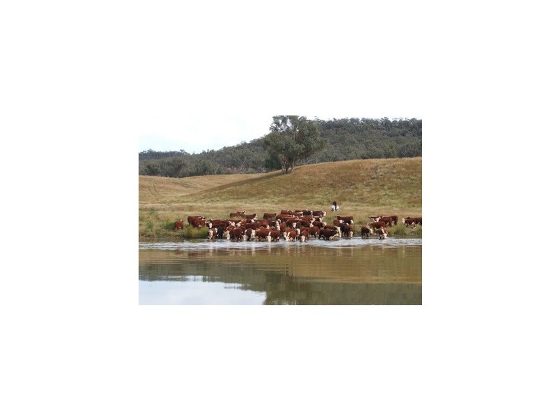 Bylong NSW 2849