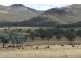 Bylong NSW 2849