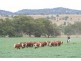 Bylong NSW 2849