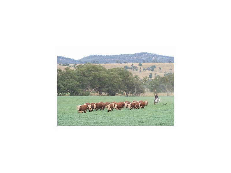 Bylong NSW 2849