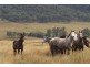 Bylong NSW 2849