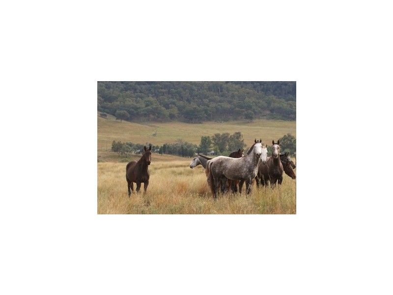 Bylong NSW 2849